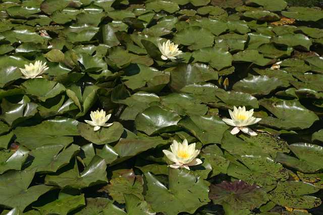FH_VP_0085(Nymphaea marleacaea yellow).jpg - Nymphaea maleacaea yellow